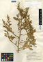 Chenopodium ambrosioides L., Guatemala, P. C. Standley 2216, F